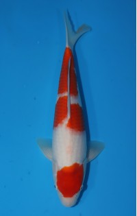 JP010 - Kohaku
