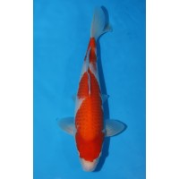 JP011 - Kohaku