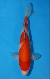 JP011 - Kohaku