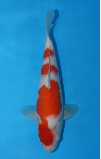 JP012 - Kohaku