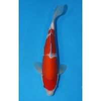 JP016 - Kohaku
