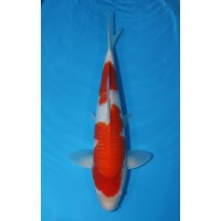 JP020 - Kohaku