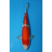 JP022 - Kohaku