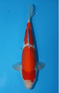 JP022 - Kohaku