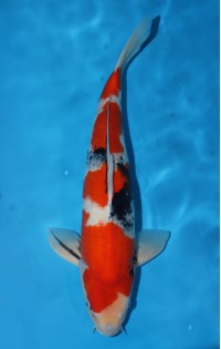JP227 - Showa