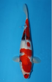 JP231 - Showa