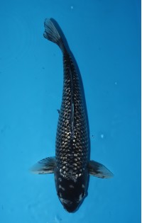 JP251 - Black diamond