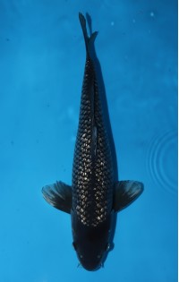 JP254 - Black diamond