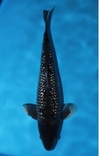 JP256 - Black diamond