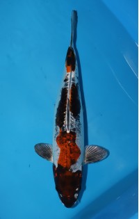 JP257 - Kin kikokuryu