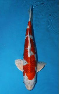 JP259 - Kujaku