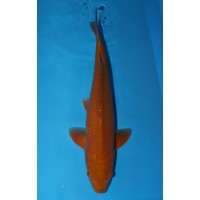 JP260 - Chagoi
