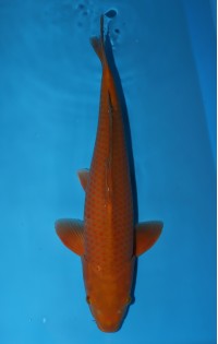 JP260 - Chagoi