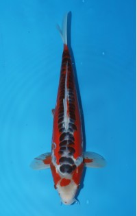 JP275 - Shusui