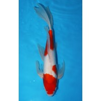 JP286 - Long fin kohaku