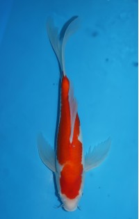 JP289 - Long fin kohaku