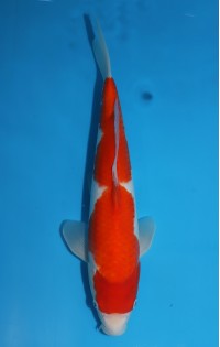 JP295 - Kohaku