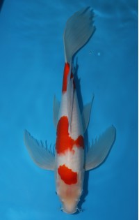 JP297 - Long fin kohaku