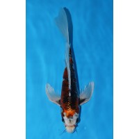 JP302 - Long fin kawari