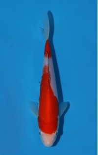 JP304 - Kohaku