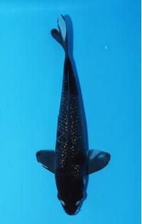 JP308 - Black diamond