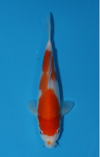 JP311 - Kohaku