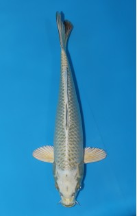 JP314 - Mukashi