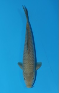 JP321 - Chagoi
