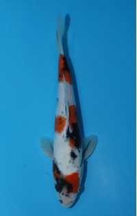 JP325 - Kohaku