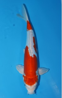 JP327 - Kikusui