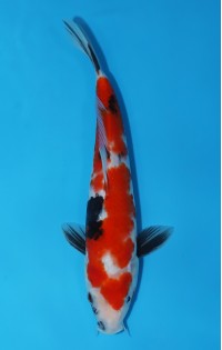 JP328 - Showa