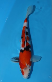 JP331 - Showa