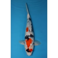 JP338 - Showa