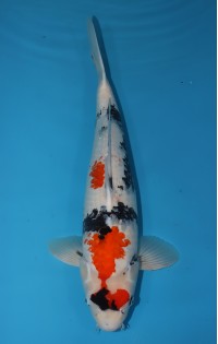 JP338 - Showa