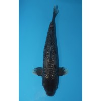 JP341 - Doitsu black diamond
