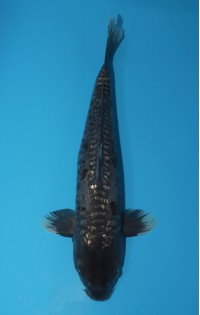 JP341 - Doitsu black diamond