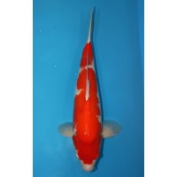 JP343 - Kohaku
