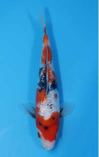 JP170 - Gin rin showa