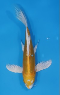 JP177 - Long fin hariwake