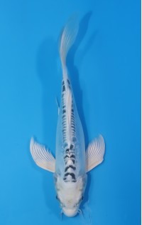 JP179 - Long fin doits gin matsuba