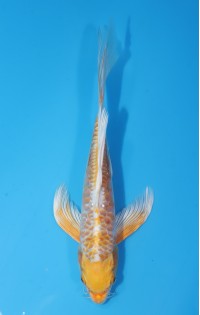 JP180 - Long fin aragoke hariwake