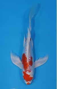 JP182 - Long fin kikusui