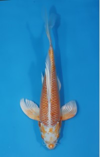 JP183 - Long fin mukashi