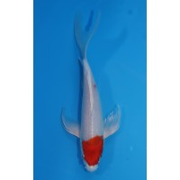 JP184 - Long fin sakura
