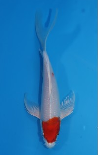 JP184 - Long fin sakura