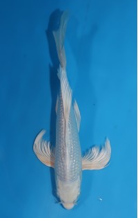 JP185 - Long fin gr platina