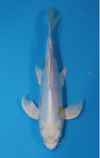 JP186 - Long fin kikusui