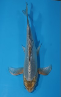 JP188 - Long fin kikokuryu