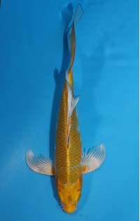 JP189 - Long fin hariwake