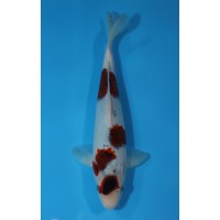 JP190 - Goromo